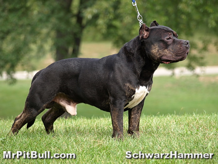 Mr Pitbull puppies
